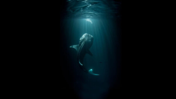 Foto di una balena che nuota sott'acqua