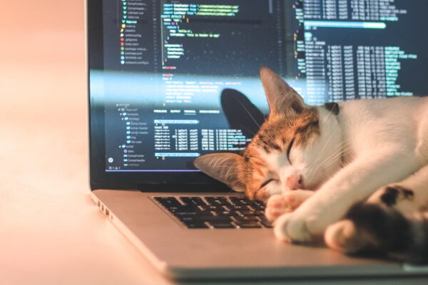 Foto di un gatto che dorme su un computer